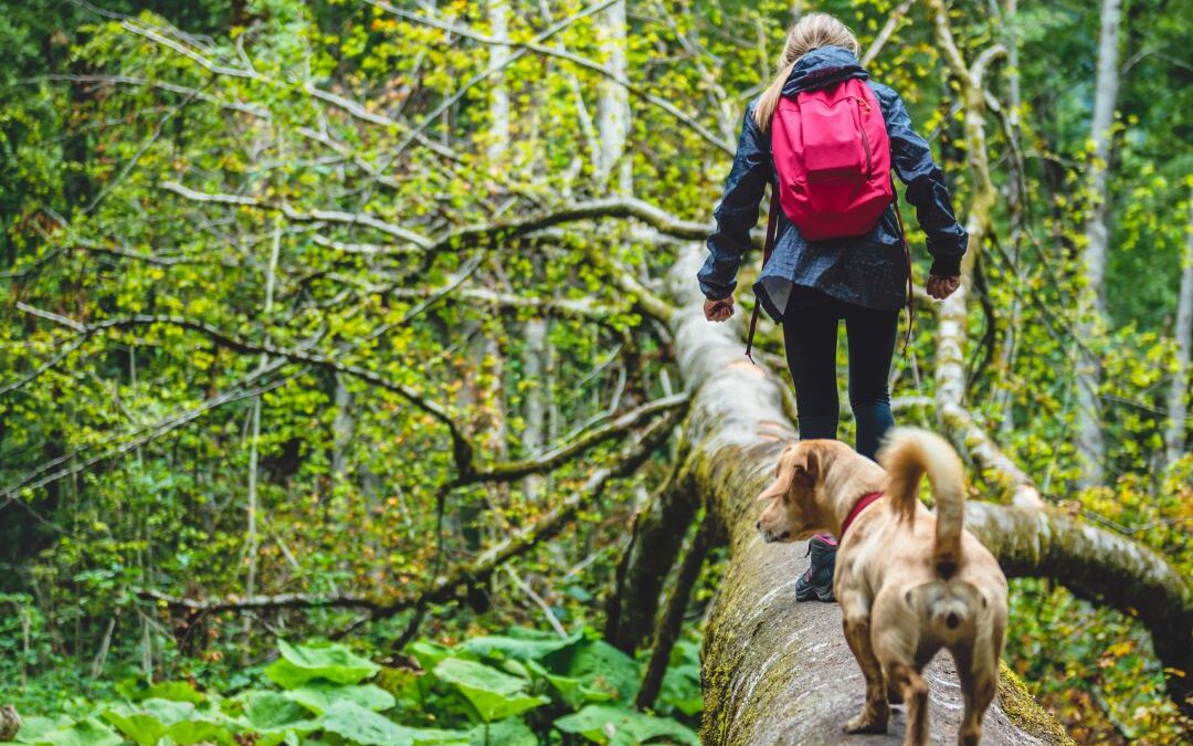 Things to know before you go hiking with your dog